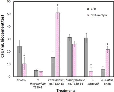 MICP mediated by indigenous bacteria isolated from tailings for biocementation for reduction of wind erosion